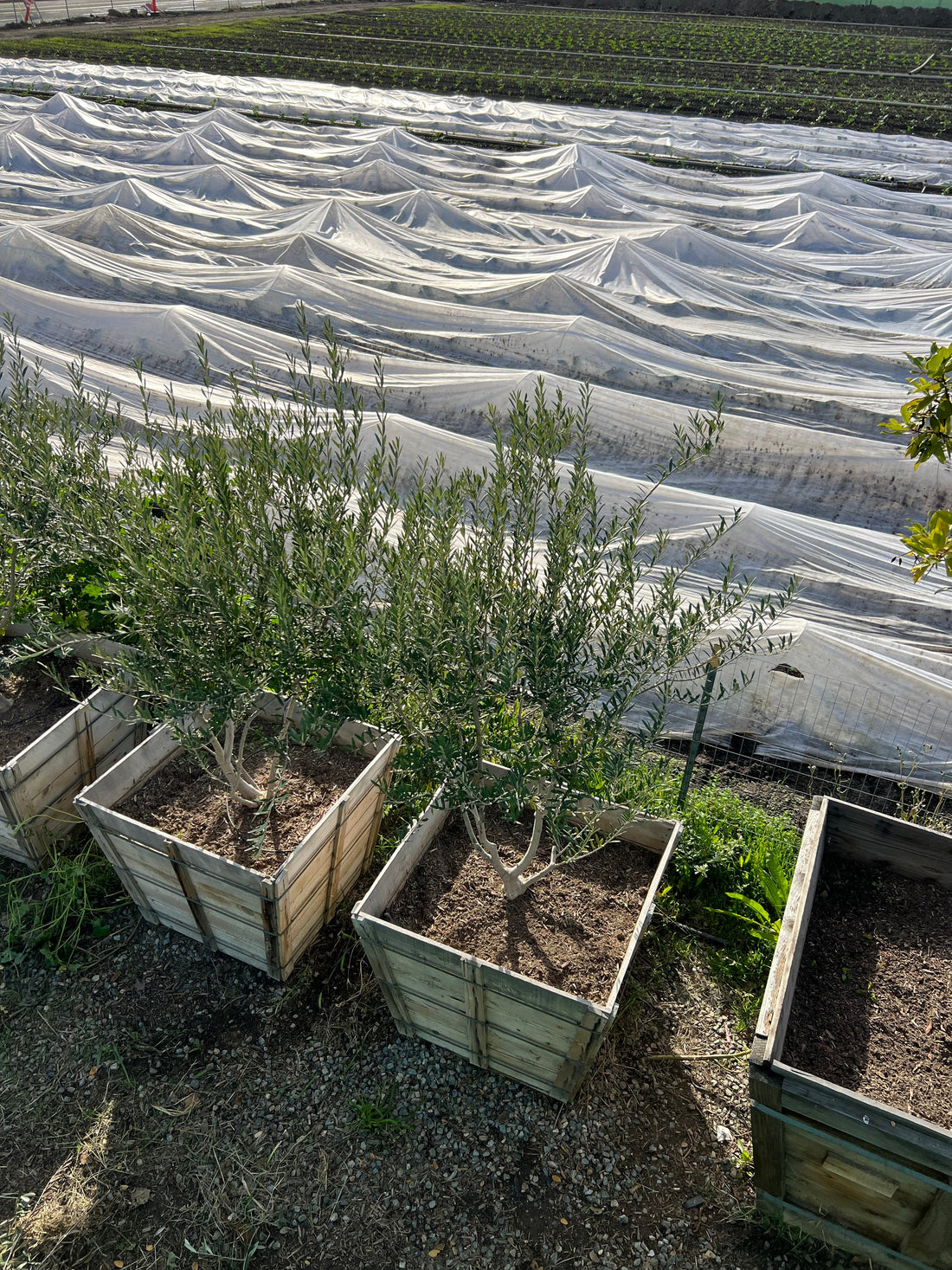 Fire Resistant Trees - Wilsonii Olive Tree