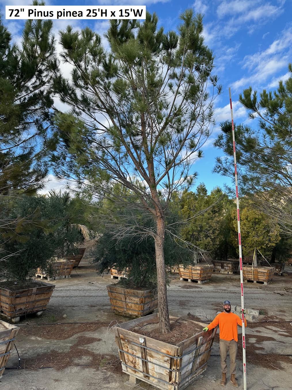#1 Pinus pinea, stone pine 72" box 25'H x 15'W #0084.0052-1T