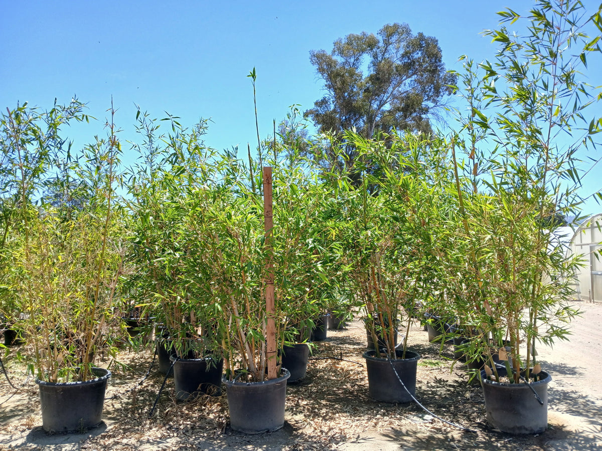 Several potted bamboo plants arranged outdoors in a nursery or garden center under a clear blue sky, with trees and a walkway visible in the background.