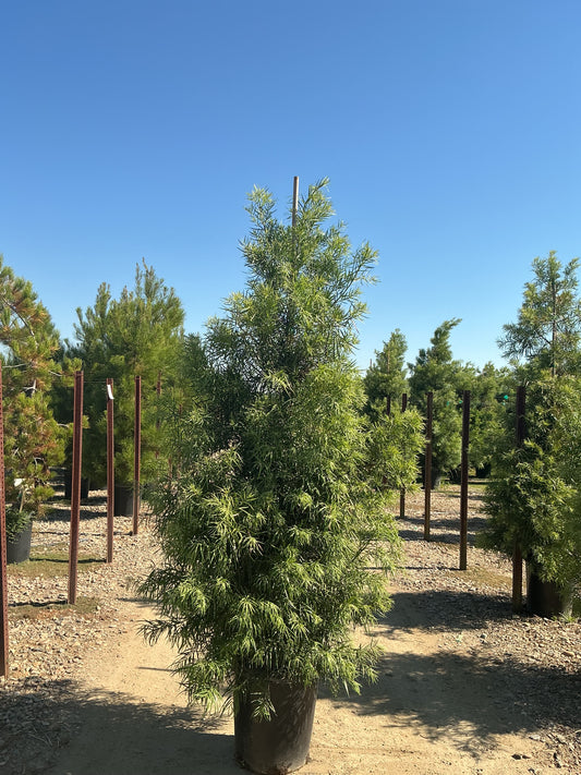 Podocarpus gracilior  15 Gallon PLUS  7.5’ tall x 2’ wide