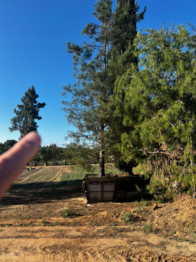 #3 Pinus eldarica 60", Fallbrook Tree 3 #0012
