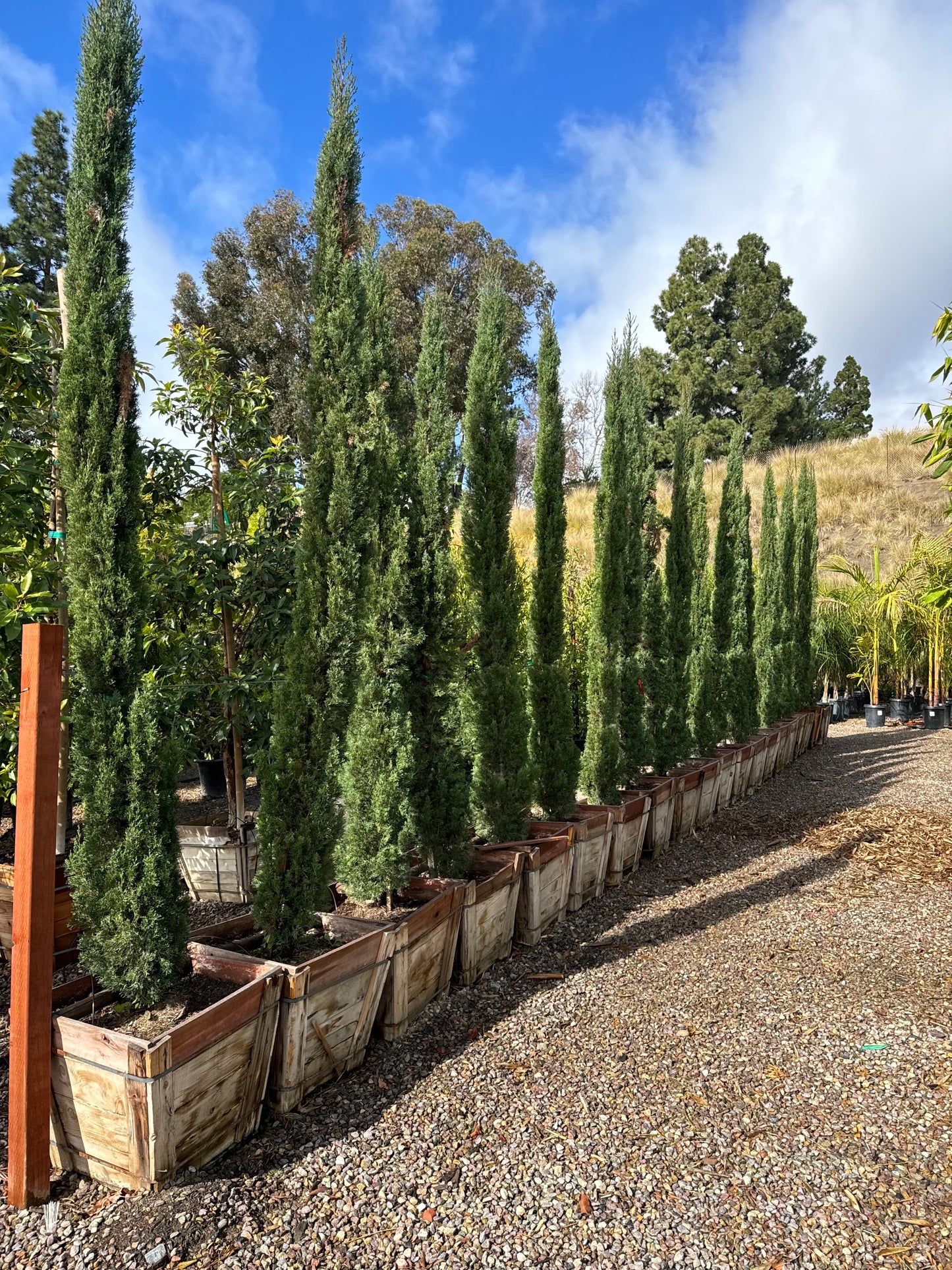 24" Box Italian Cypress, Cupressus sempervirens
