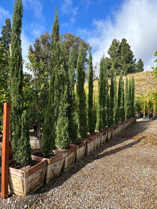 24" Box Italian Cypress, Cupressus sempervirens