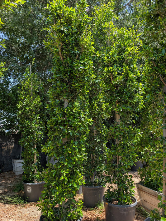 25 Gallon Ficus 'Nitida' COLUMN. 10+ Tall x 2 Wide