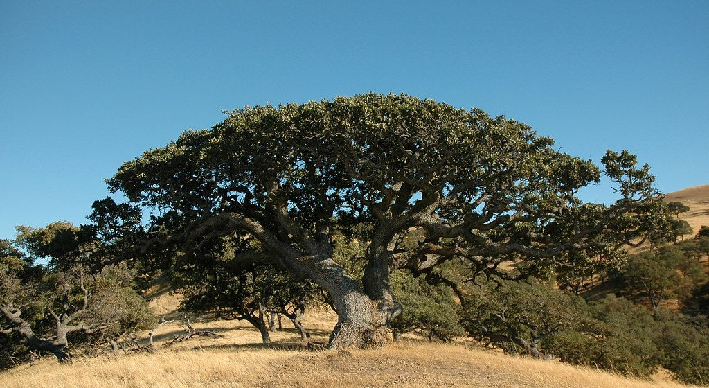 Coast Live Oak (Quercus agrifolia)