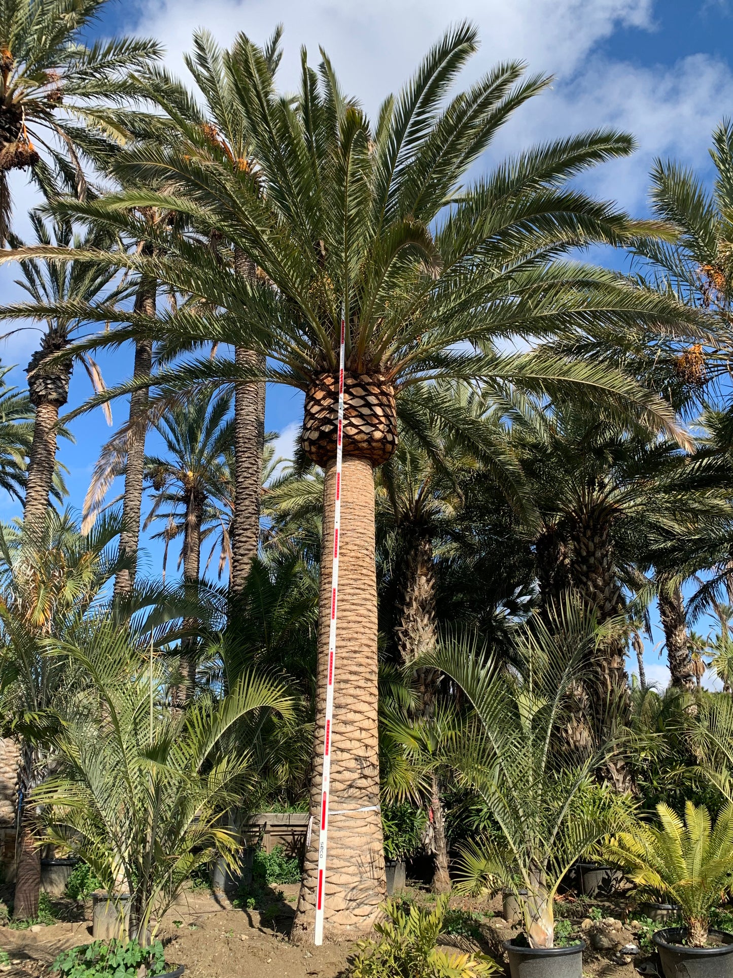 Phoenix canariensis, Canary Island Date Palm