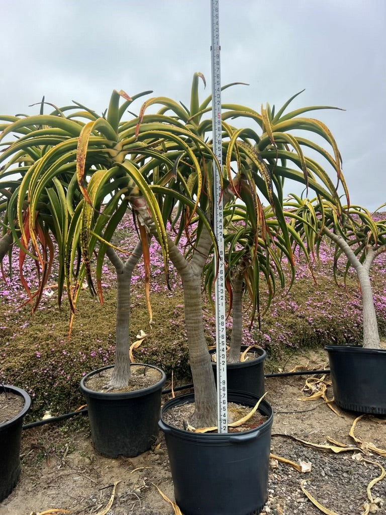 Aloe barberae (bainesii) 24