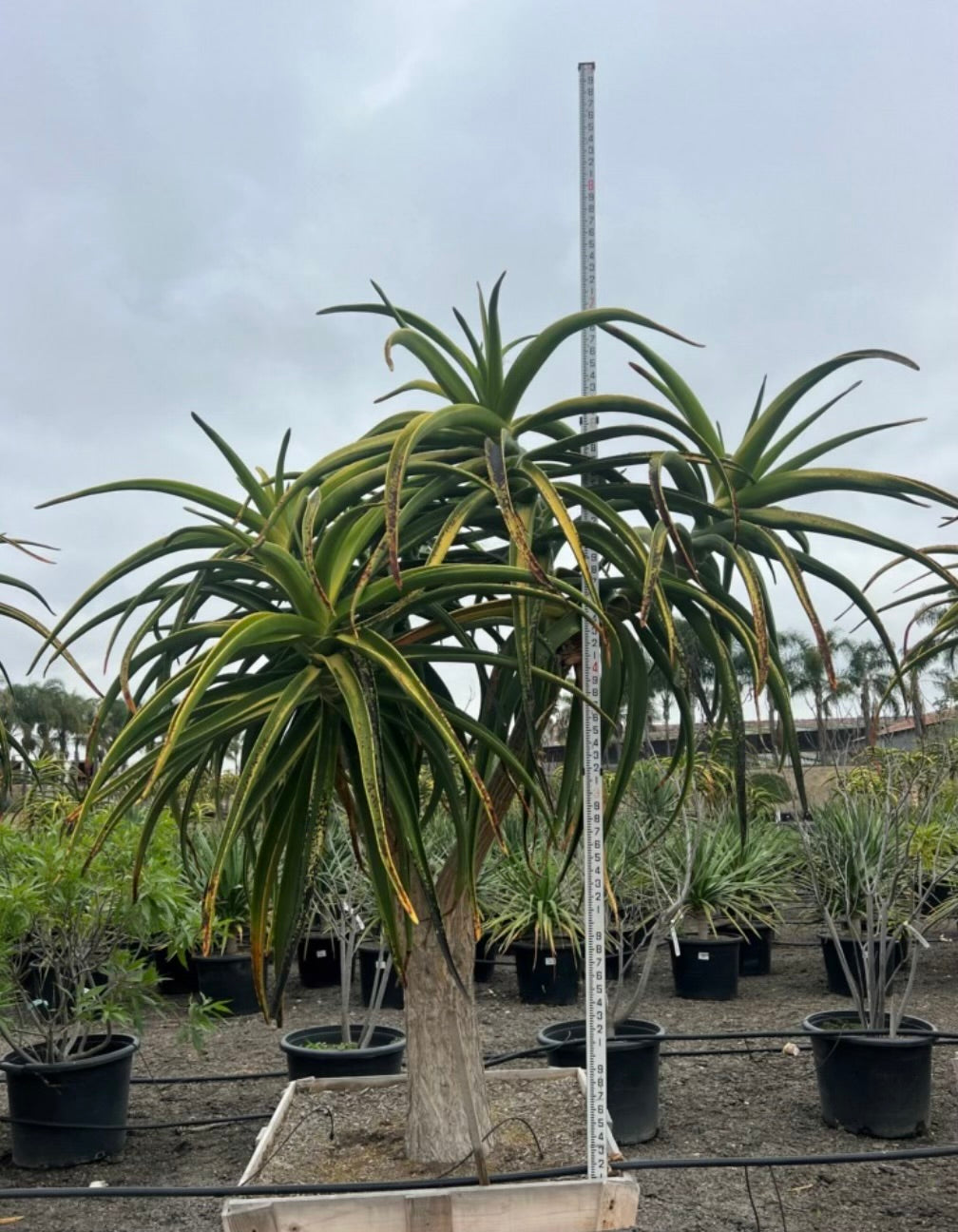 Aloe barberae (bainesii) 36