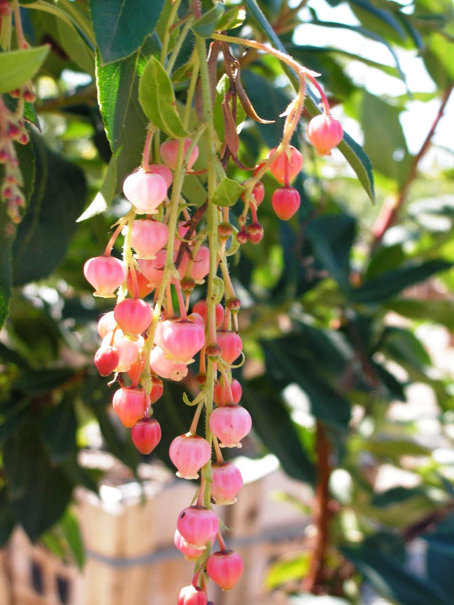 Strawberry Tree (Arbutus ‘Marina’)
