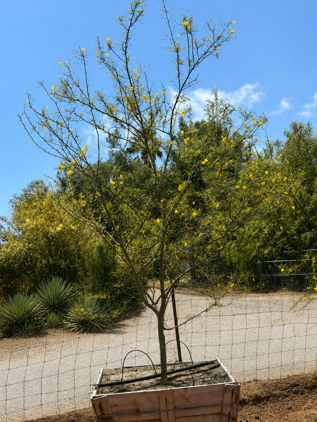36" Cercidium hybrid 'Desert Museum' - Palo Verde