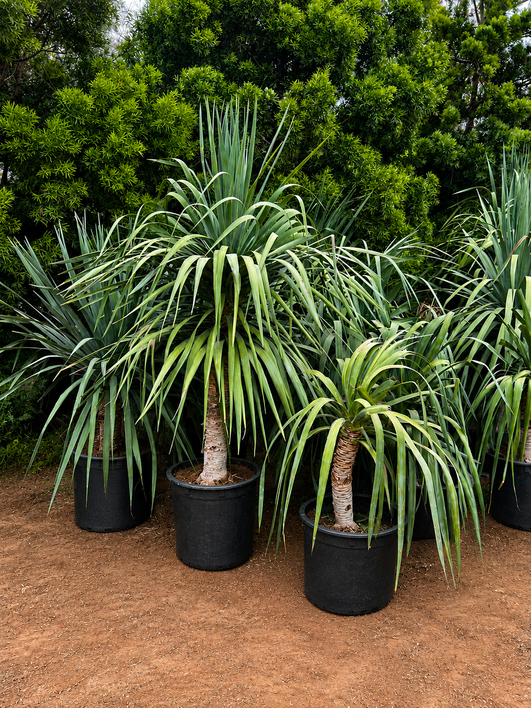Dracaena draco, dragon tree