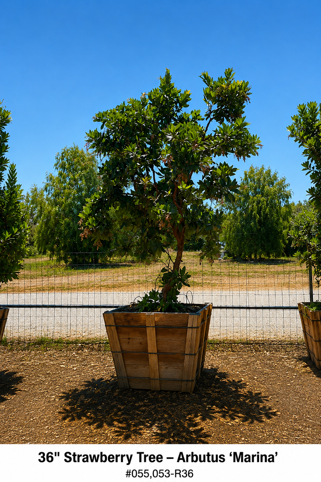 Strawberry Tree (Arbutus ‘Marina’)