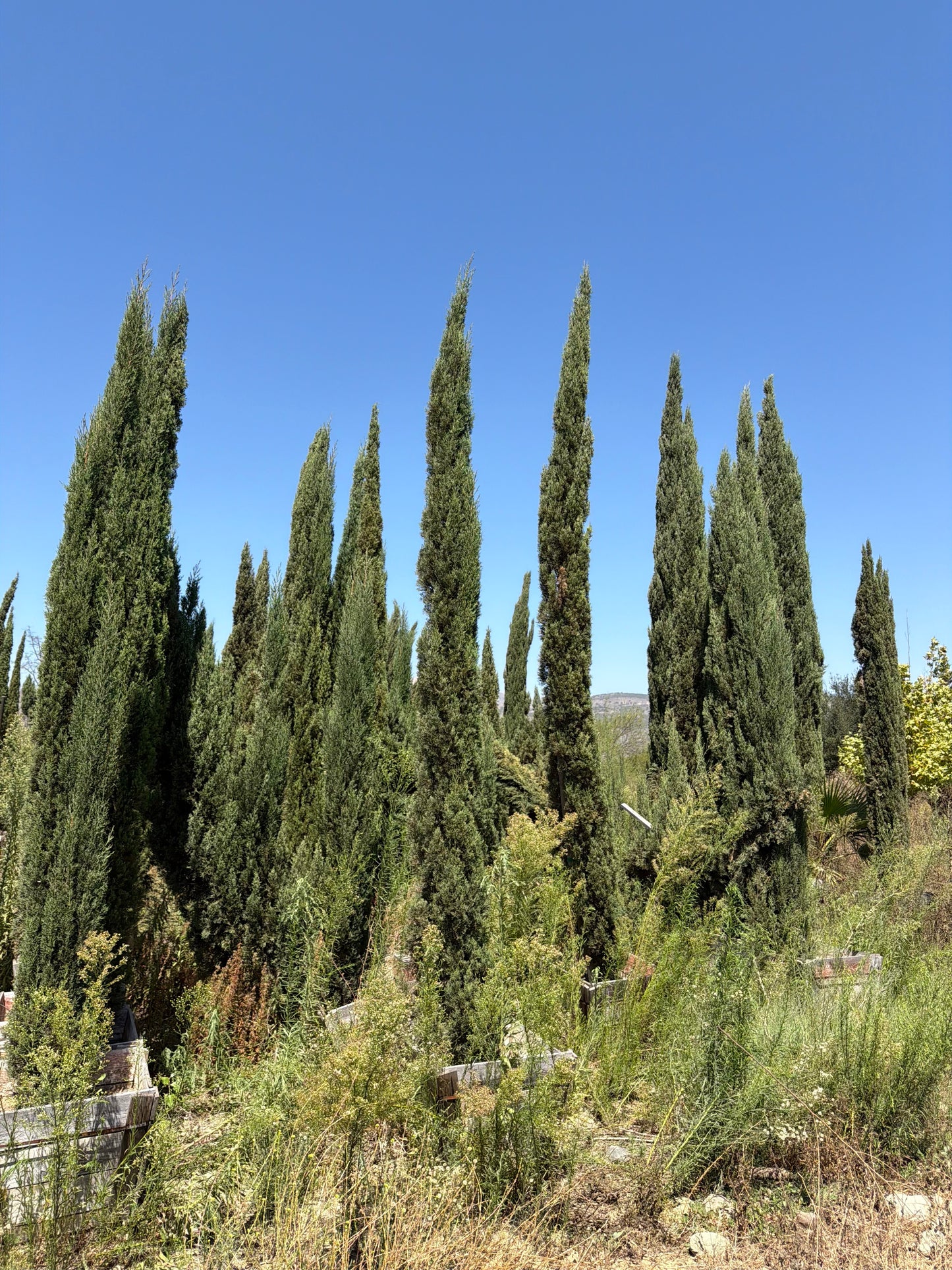 PACKAGE 10+, Cupressus sempervirens 'Strict"