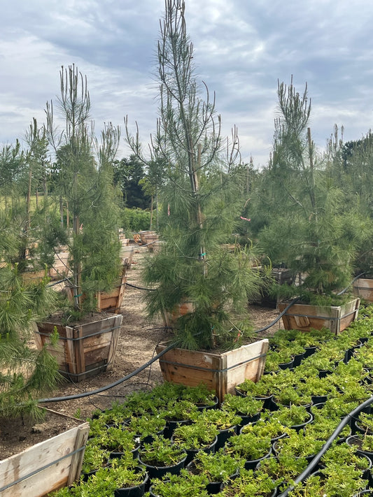 Pinus eldarica 24" Box