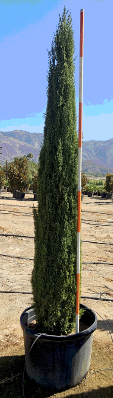 30g Cupressus little minare Tree #561 8’- 9 feet Tall x 1’ wide