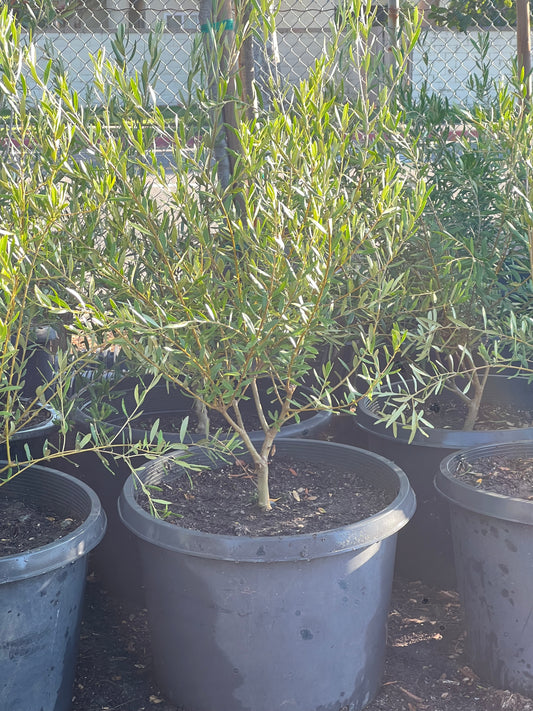 Wilson Olive Tree- Olea europaea 'Wilsonii' Multi