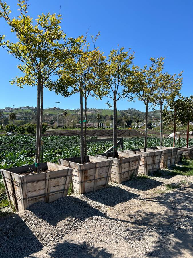 Lavender Crape Myrtle Std (Lagerstroemia ‘Muskogee’) 36" Box Tree