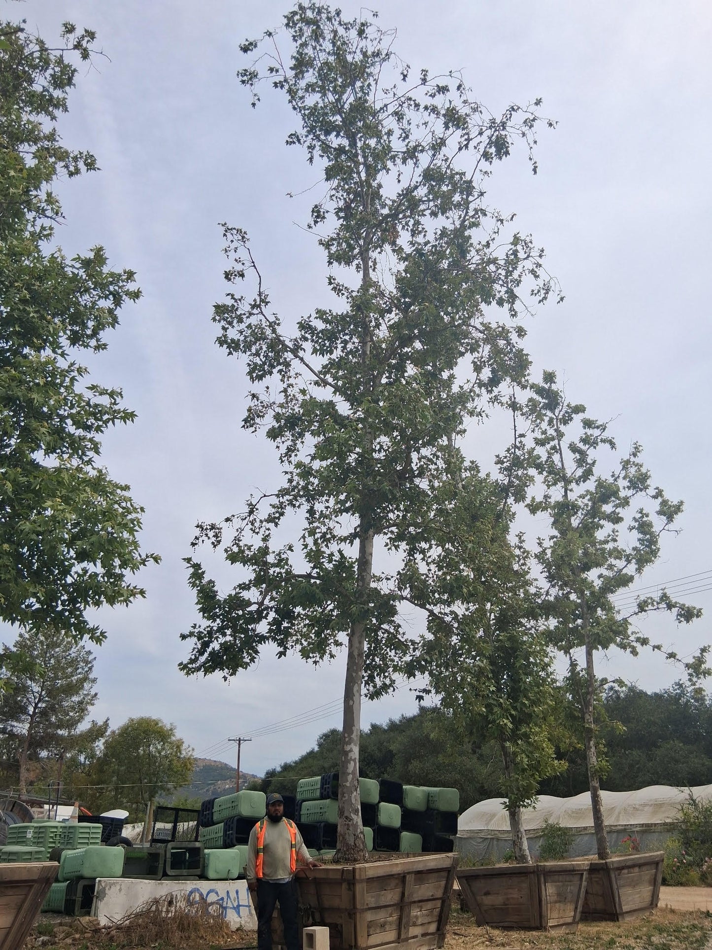 #2D Platanus racemosa - California Sycamore - 72", Fallbrook Tree 1 #0083-1