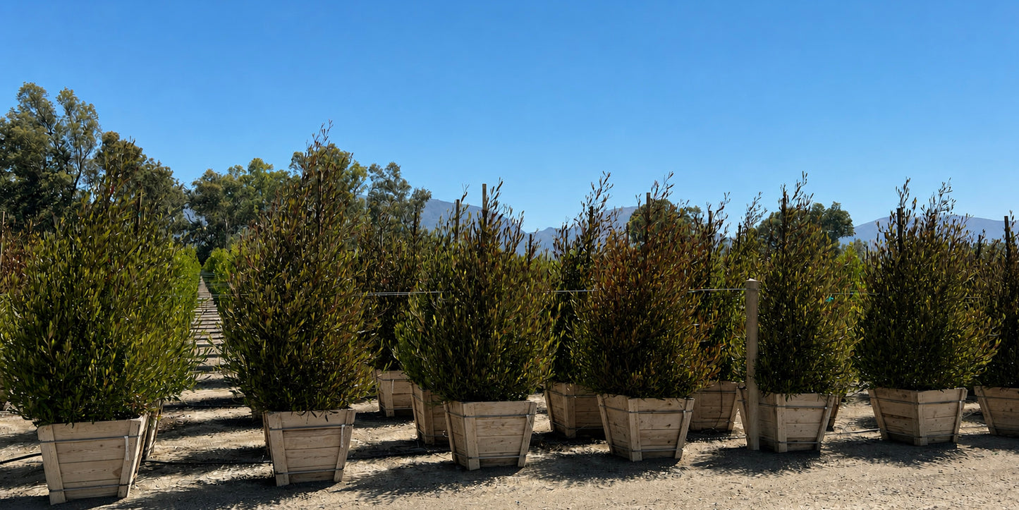 24" Wood-Box: Dodonaea viscosa 'Purpurea' (Purple Hopseed Bush) Column>approx specs 7' x 4'