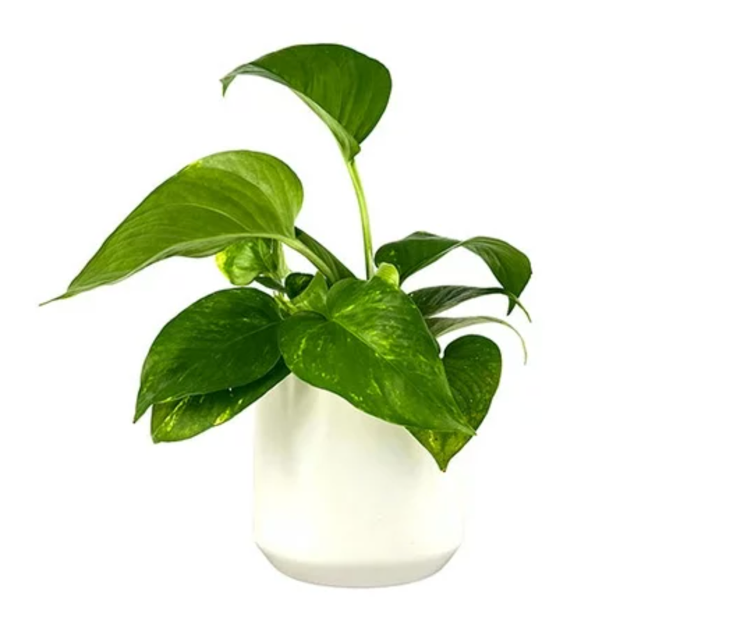pothos aureus Golden Pothos (Epipremnum aureus) – Better Together