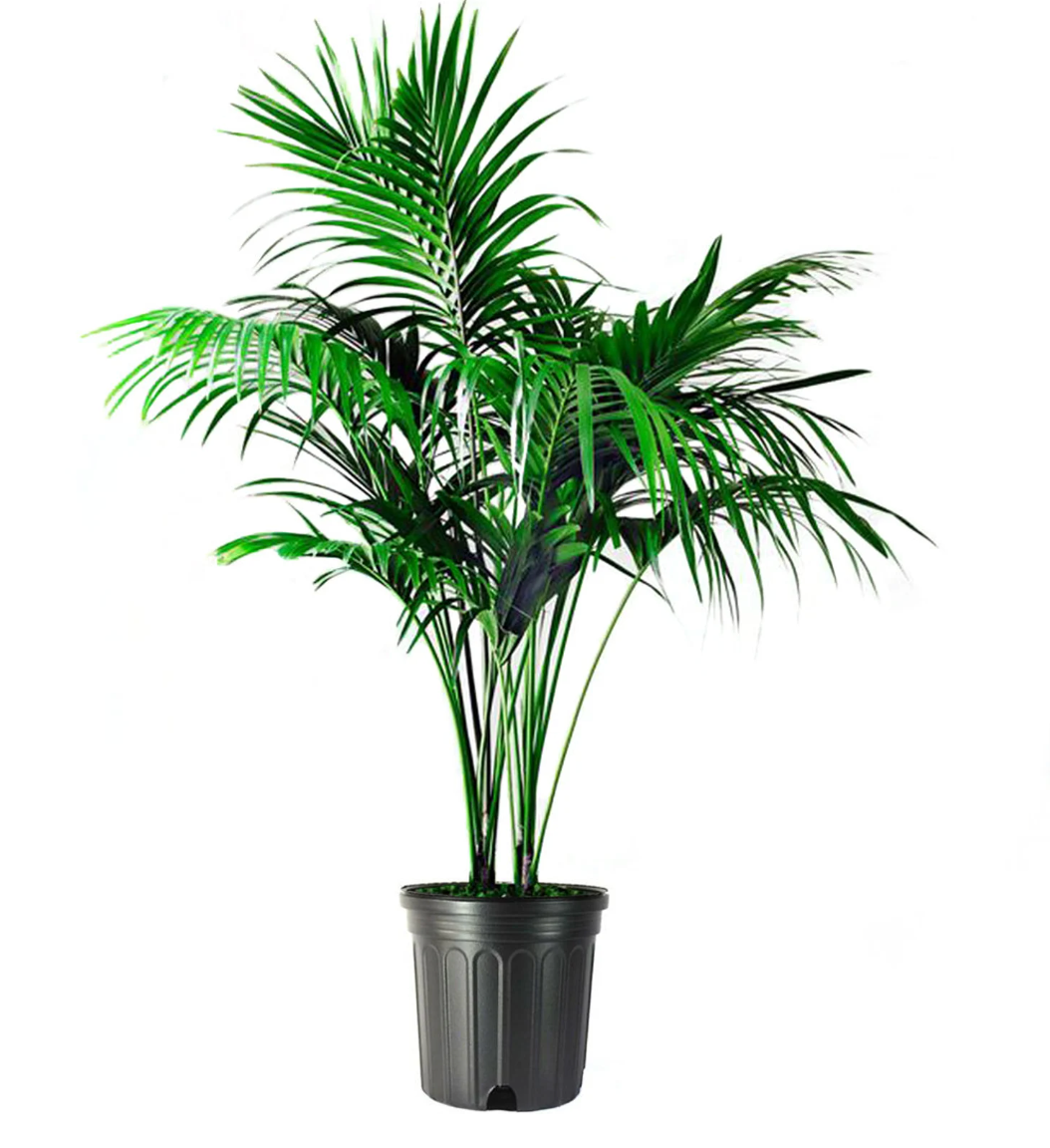 large bella palm plant png Neanthe Bella Parlor Palm