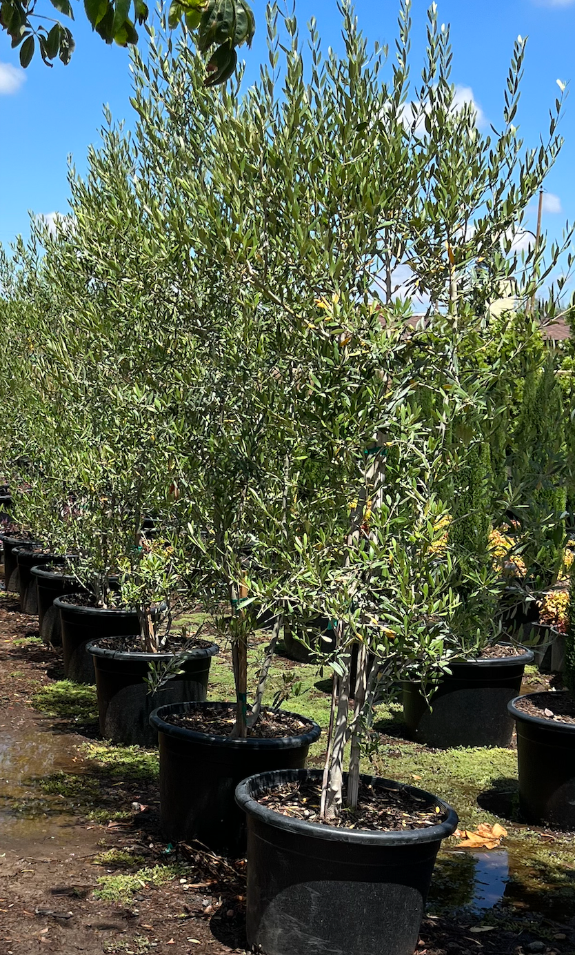 (7'+) Wilson Olive Tree- Olea europaea 'Wilsoni' Multi (7'+)