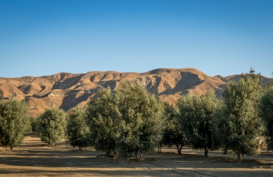 Wilson Olive Tree- Olea europaea 'Wilsoni' Multi,  60" Box 12'H x 12'W