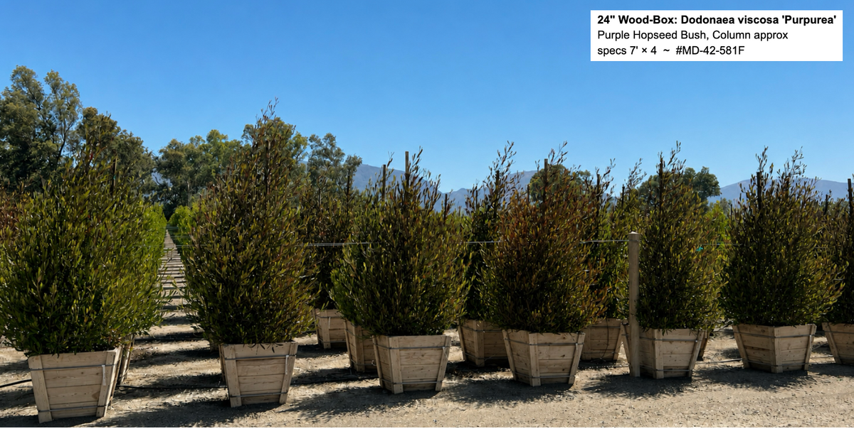 24" Wood-Box: Dodonaea viscosa 'Purpurea' (Purple Hopseed Bush) Column>approx specs 7' x 4'