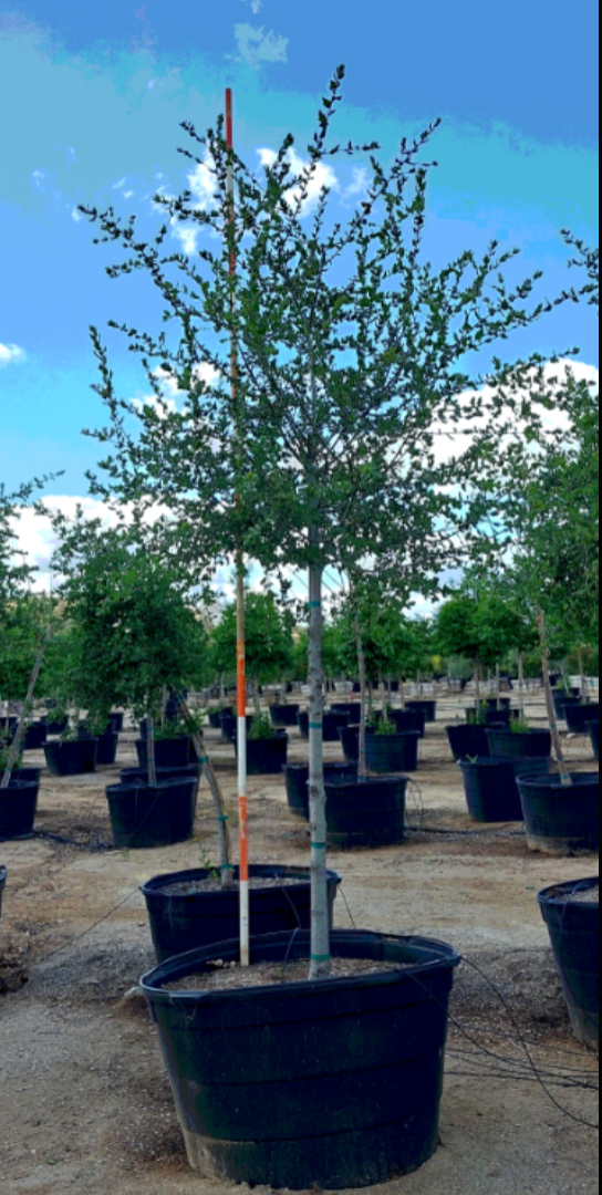 1.5 Coast Live Oak (Quercus agrifolia)