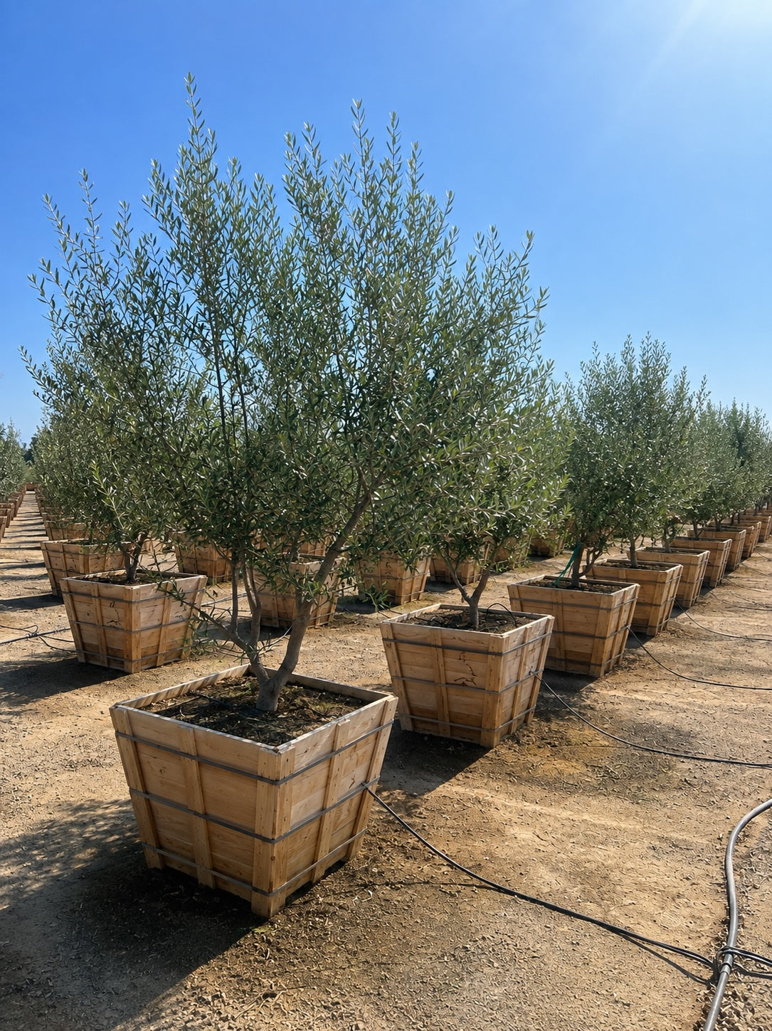 Swan Hill® Olive 36" Fruitless Olive Tree – Non-Fruiting, Waterwise Landscape Specimen