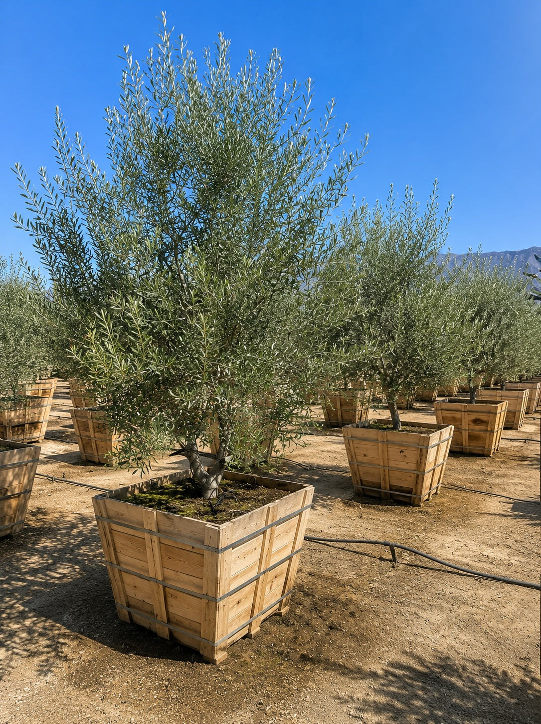 Swan Hill® Olive Fruitless Olive Tree – Non-Fruiting, Waterwise Landscape Specimen