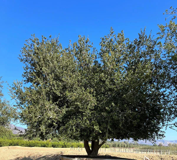 Coastal Live Oak (Quercus Agrifolia)