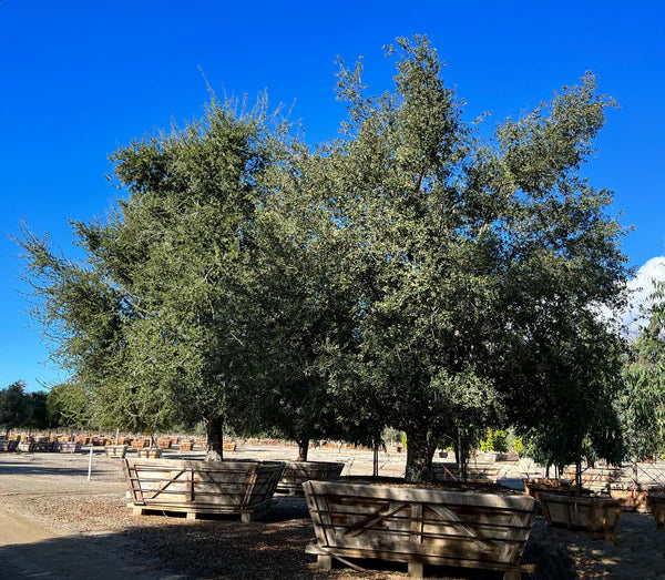 Coastal Live Oak (Quercus Agrifolia)