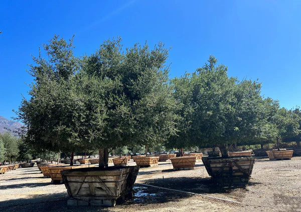 Coastal Live Oak (Quercus Agrifolia)