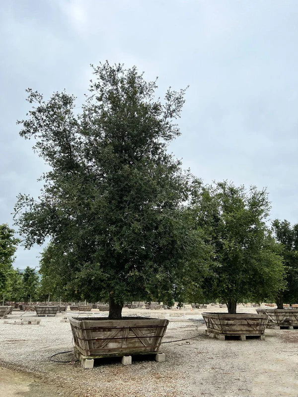 Coastal Live Oak (Quercus Agrifolia)