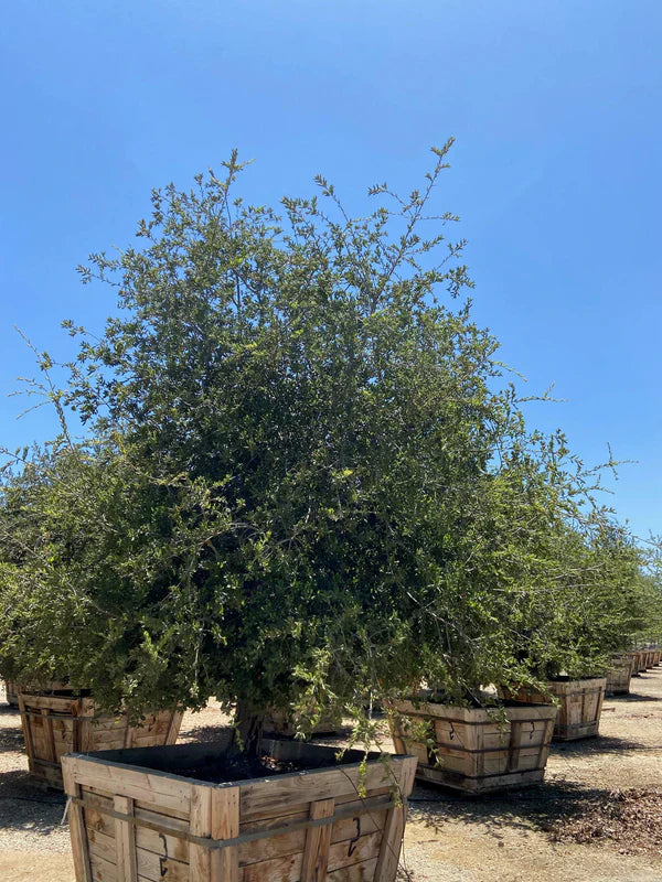 (Quercus virginiana)