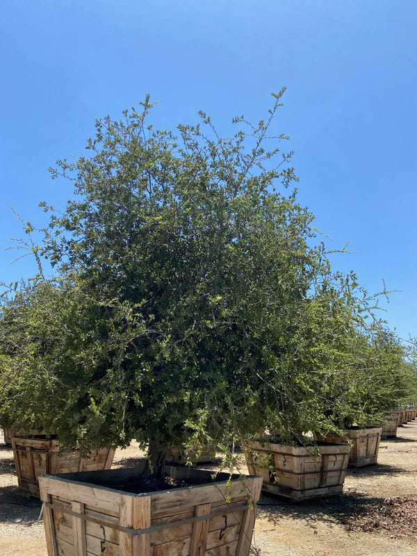Coastal Live Oak (Quercus Agrifolia)