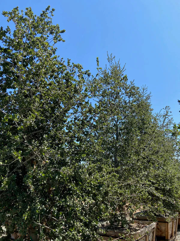Southern Live Oak (Quercus virginiana)