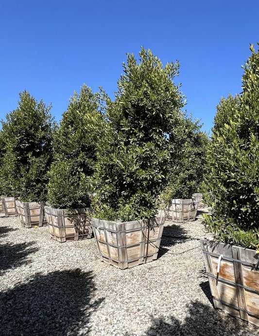 36" Ficus 'Nitida' COLUMN, 10'-11' x 3.5'