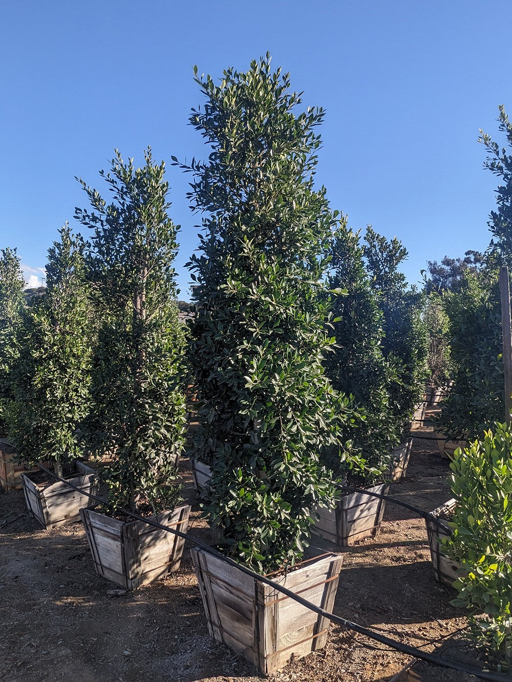 24" Ficus 'Nitida' COLUMN. 8-9.5' x 2.5-3'