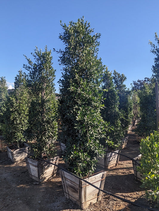24" Ficus 'Nitida' COLUMN.  8-9.5' x 2.5-3'