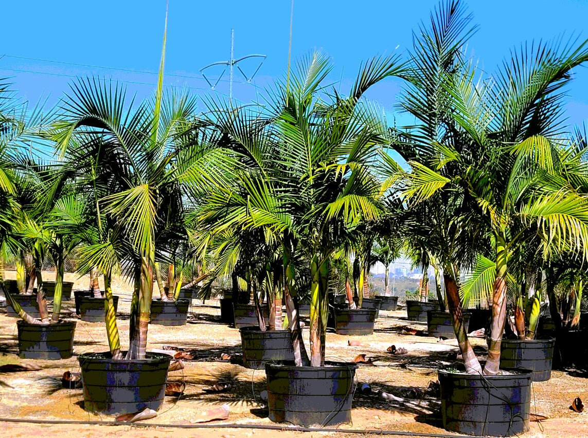 King Palm Archontophoenix cunninghamiana :: 35 Gallon