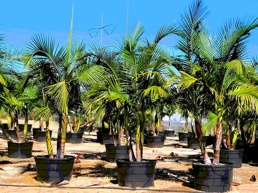 King Palm Archontophoenix cunninghamiana :: 35 Gallon