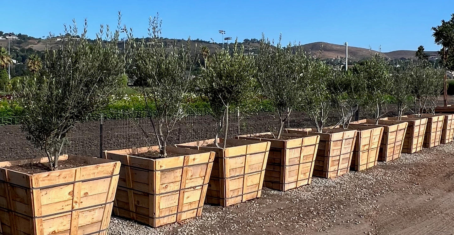 Olea europaea 'Wilsonii' Multi - 36" Box, 8' tall x 4' wide