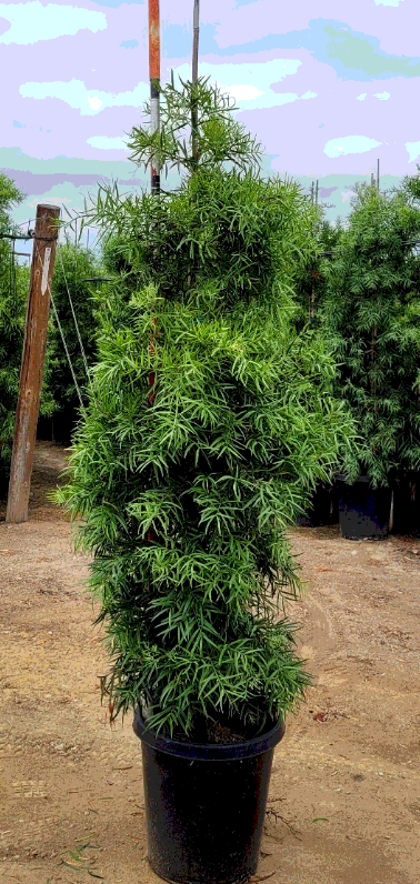 Podocarpus gracilior  15 Gallon 6’x1.5’