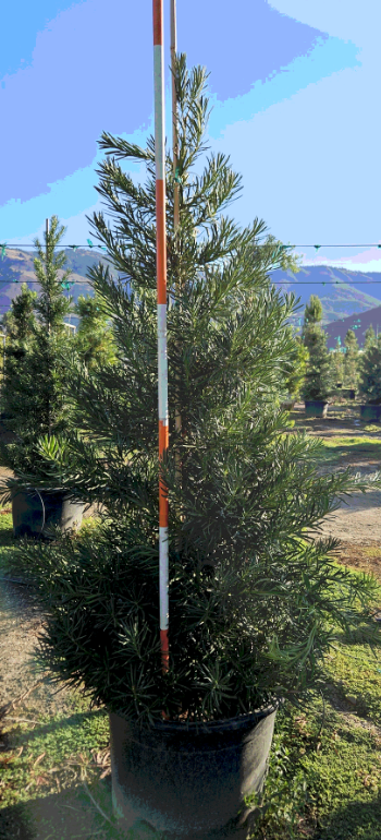 Podocarpus macrophyllus 'Maki', Shrubby Yew Pine - 30 Gallon