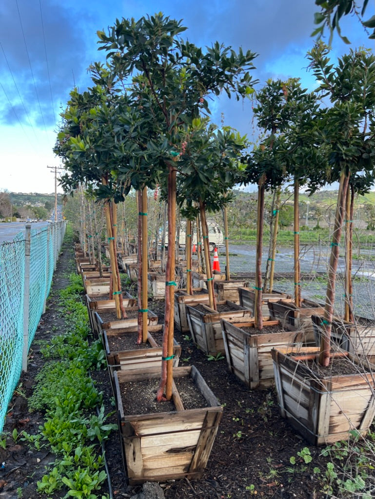 arbutus bonsai tree Strawberry Tree (Arbutus 'Marina') – Better Together