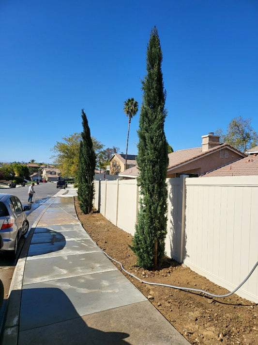 36" Box Italian Cypress, Cupressus sempervirens