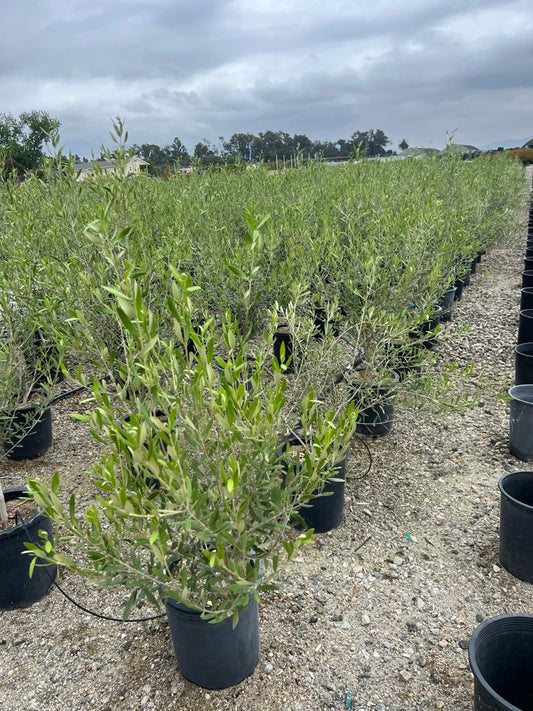 Wilson Olive Tree- Olea europaea 'Wilsonii' Multi
