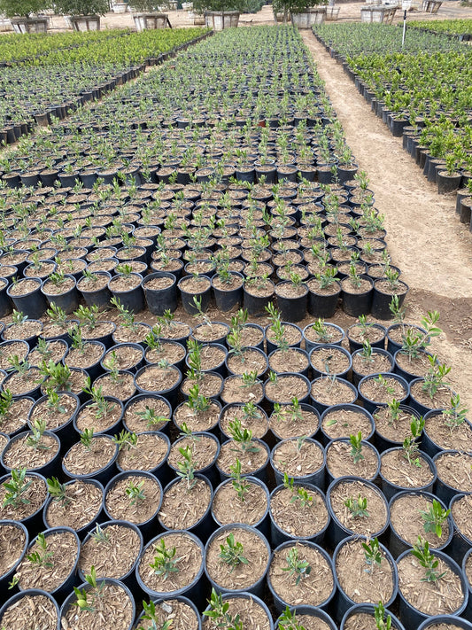 Majestic Beauty Fruitless Olive - Olea europae 1g